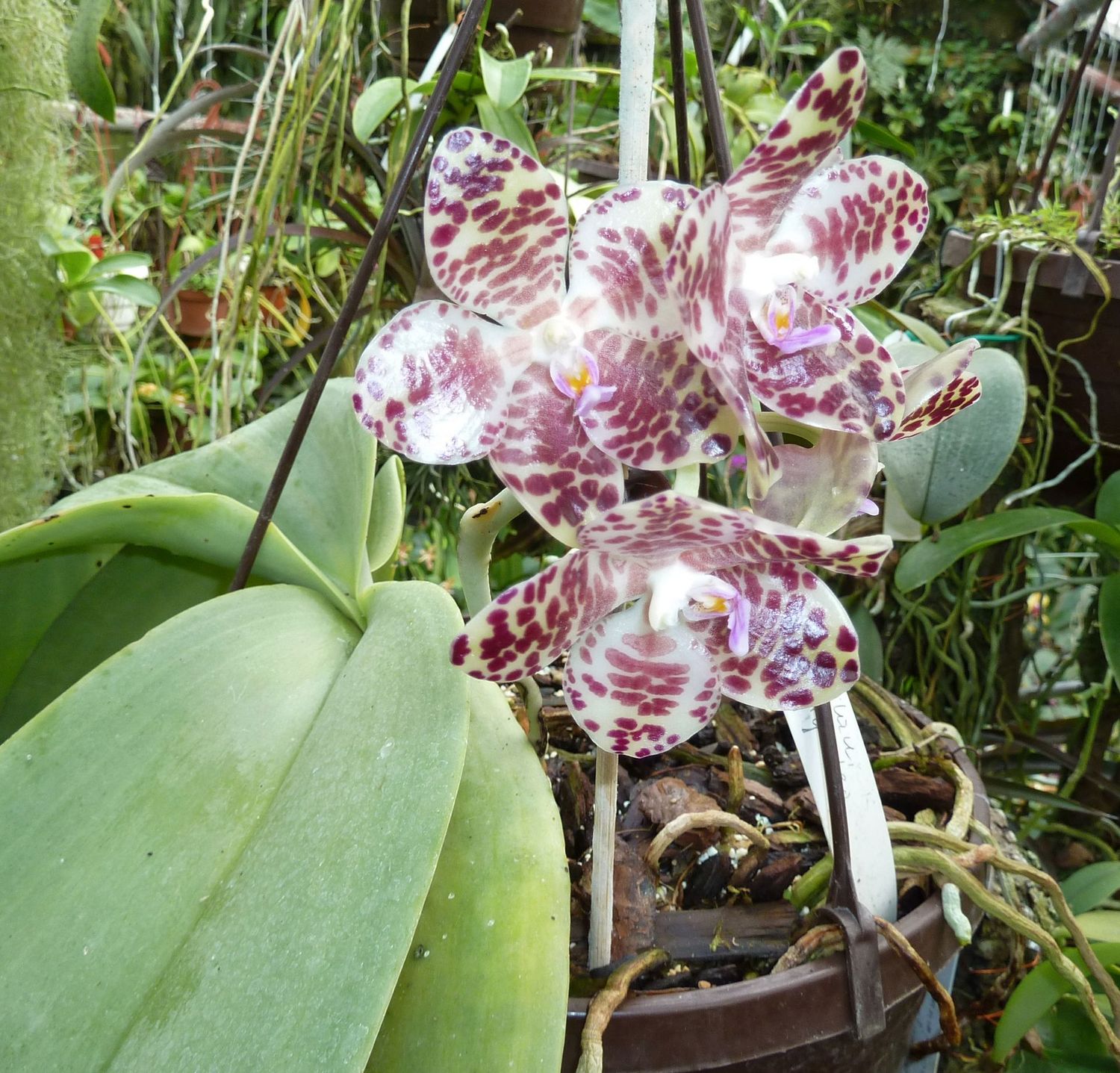 Vandopsis gigantea Vandopsis gigantea