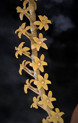 Chamaeangis hildebrandtii Chamaeangis hildebrandtii