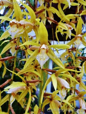 Coelogyne rochussenii