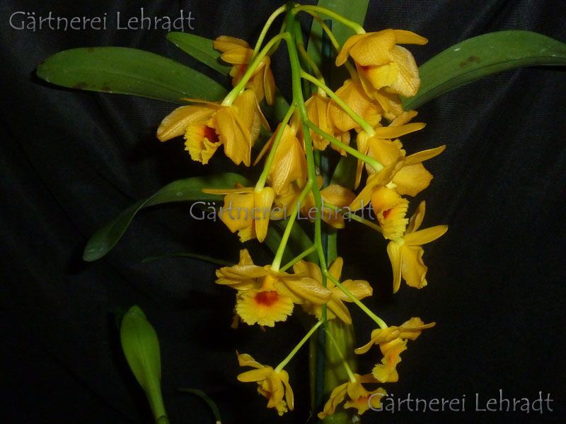 Dendrobium chrysotoxum var. suavissimum Dendrobium chrysotoxum var. suavissimum