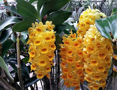 Dendrobium densiflorum Dendrobium densiflorum