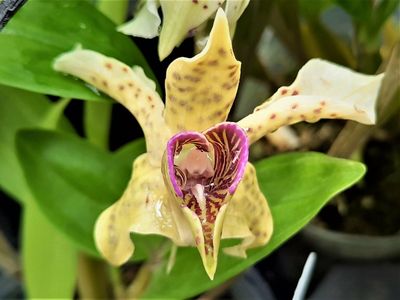 Dendrobium normanbyense Dendrobium normanbyense