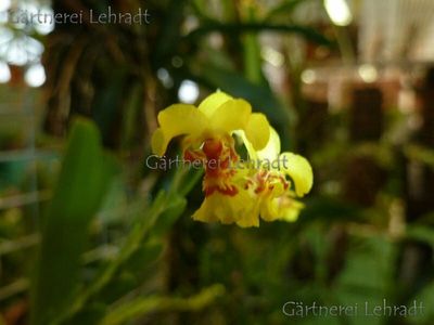 Lockhartia oerstedii (L) Lockhartia oerstedii (L)