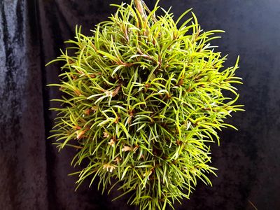 Maxillaria uncata Maxillaria uncata