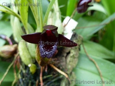 Maxillaria schunkeana Maxillaria schunkeana