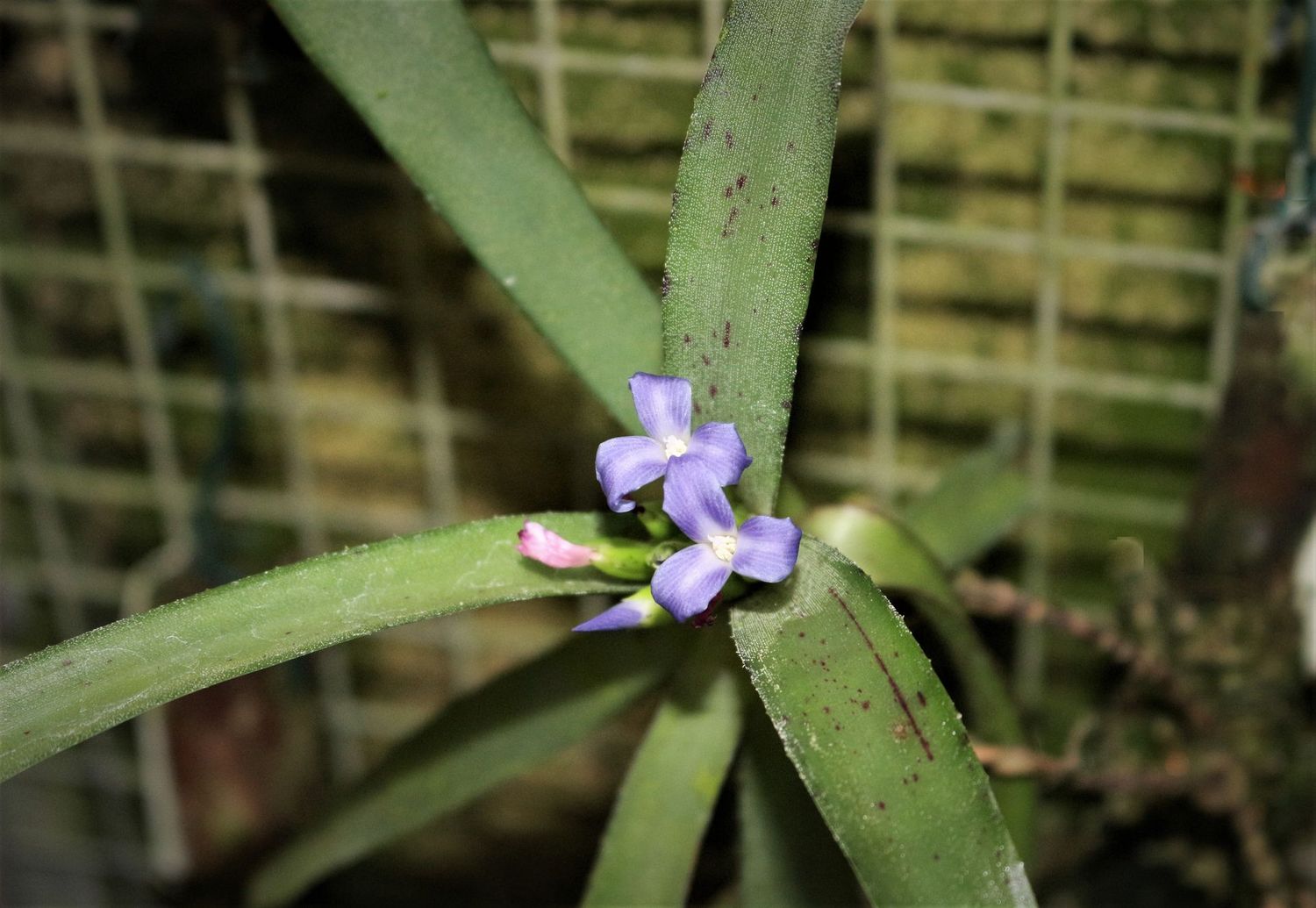 Neoregelia lilliputiana Neoregelia lilliputiana