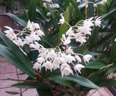 Dendrobium Delicatum  - (Schaupflanze)