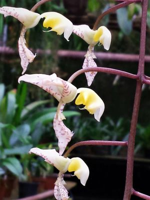 Gongora truncata Gongora truncata