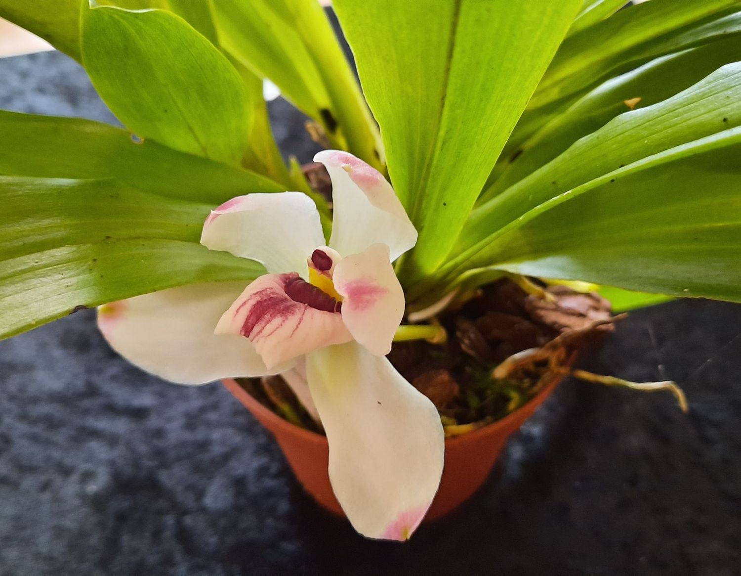 Pescatorea dayana Pescatorea dayana