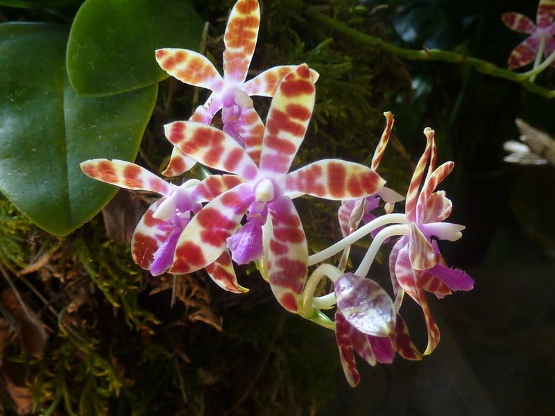 Phalaenopsis mariae x Phal. fasciata Phalaenopsis mariae x Phal. fasciata