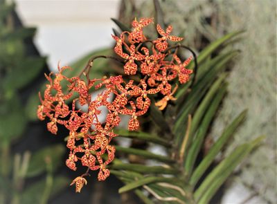 Renanthera monachica