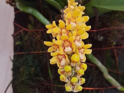 Pomatocalpa spicata Pomatocalpa spicata