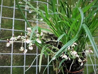 Sigmatostalix radicans (Ornithophora radicans) Sigmatostalix radicans (Ornithophora radicans)