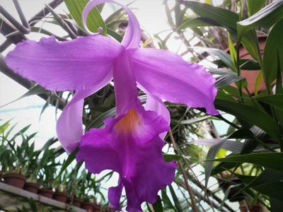 Sobralia macrantha Sobralia macrantha