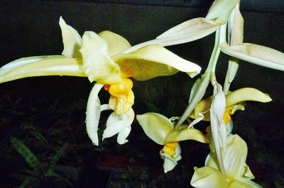 Stanhopea bucephalus Stanhopea bucephalus