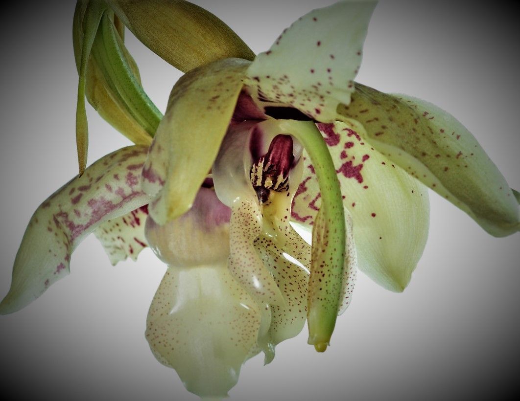 Stanhopea Lydia Bushx St. insignis Stanhopea Lydia Bushx St. insignis