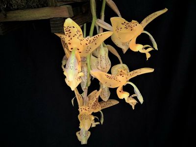 Stanhopea jenishiana