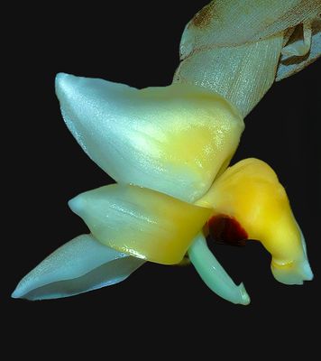 Stanhopea pulla Stanhopea pulla