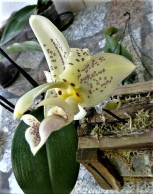Stanhopea ruckeri Stanhopea ruckeri