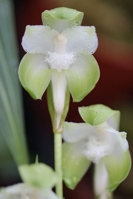 Sudamerlycaste cobbiana