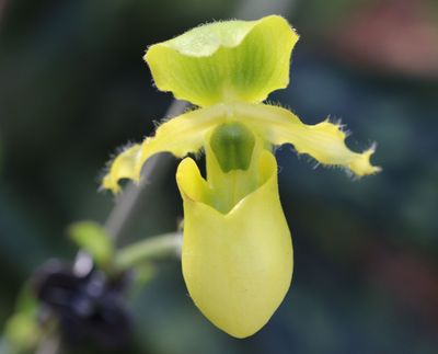 Paphiopedilum primulinum