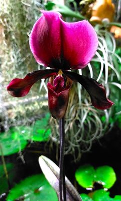 Paphiopedilum vinicolor Paphiopedilum vinicolor