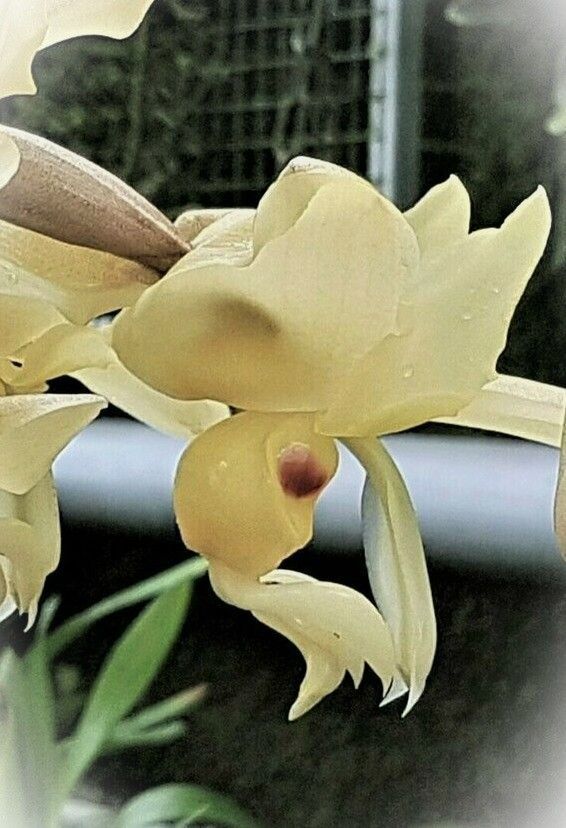 Stanhopea warscewicziana Stanhopea warscewicziana