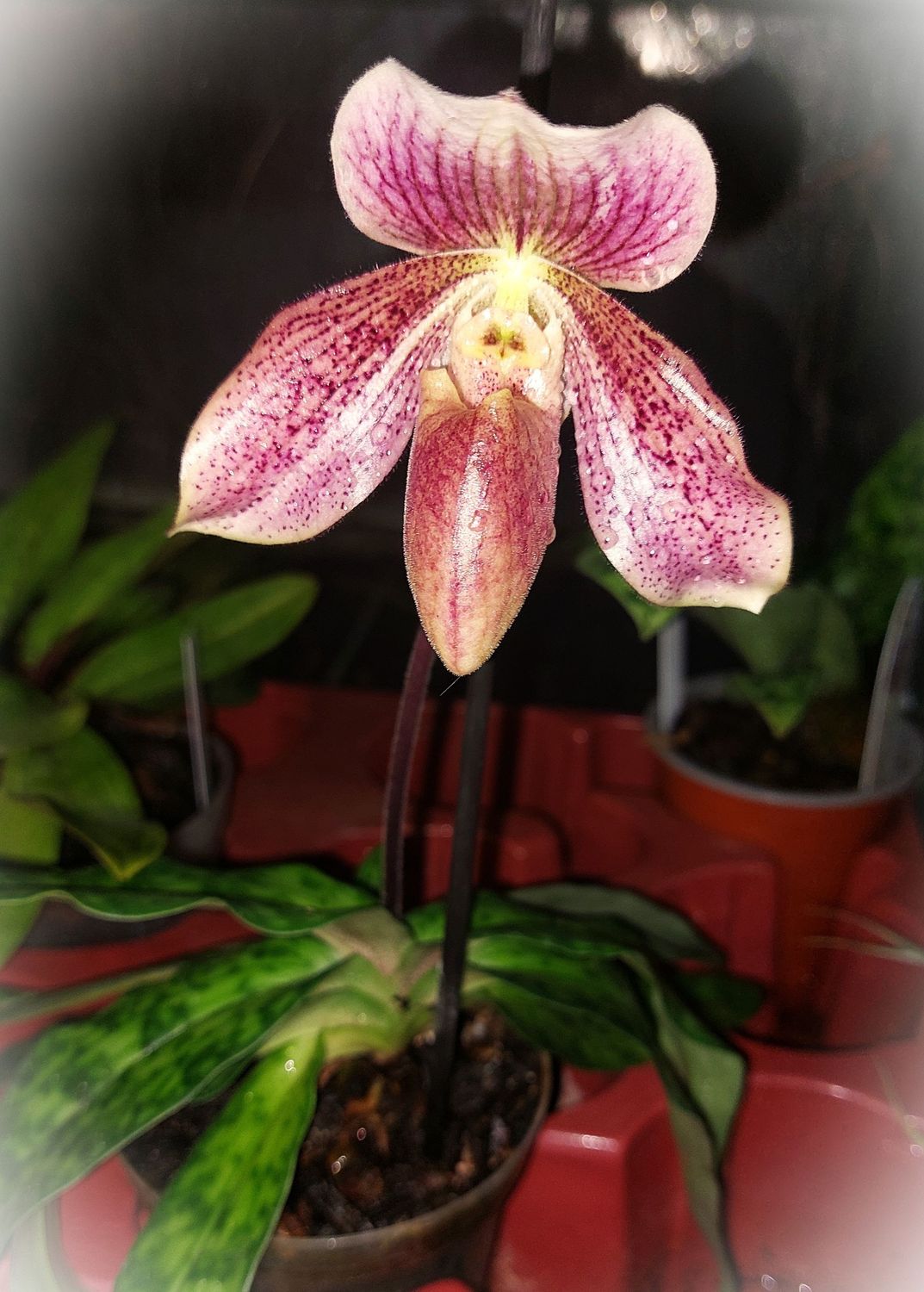Paphiopedilum charlesworthii Paphiopedilum charlesworthii