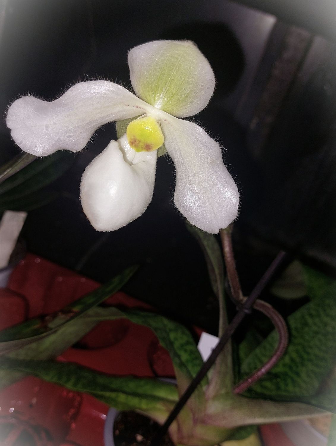 Paphiopedilum Deperle Paphiopedilum Deperle