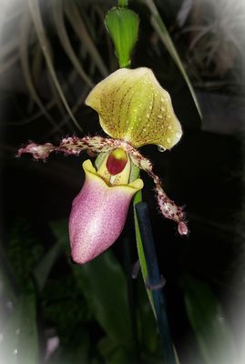 Paphiopedilum Pinocchio (rosa) Paphiopedilum Pinocchio (rosa)