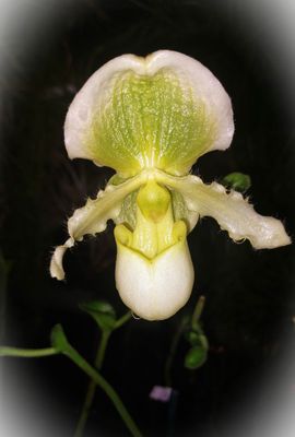 Paphiopedilum Pinocchio (gelb) Paphiopedilum Pinocchio (gelb)