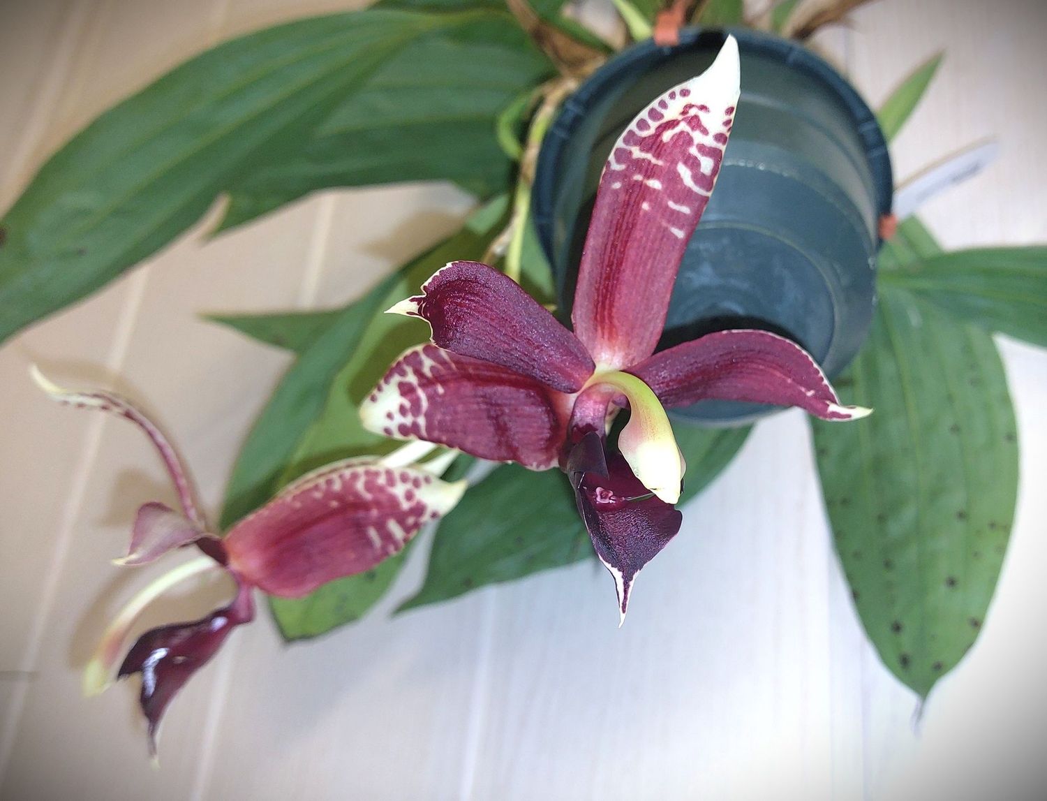 Stanhopea Shinjik x Paphinia cristata