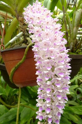 Rhynchostylis retusa Rhynchostylis retusa