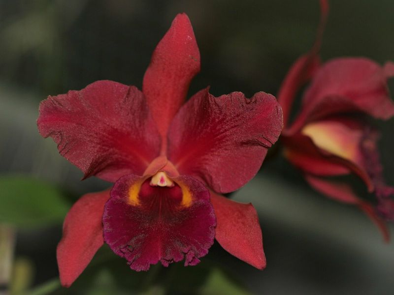 Lc. Miva Royal Chocolate ,Delice' Lc. Miva Royal Chocolate ,Delice'