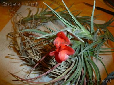 Tillandsia albertiana - (M) Tillandsia albertiana - (M)