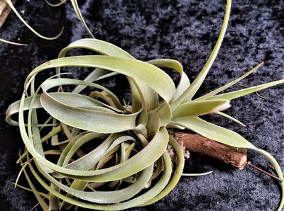Tillandsia cacticola (L)
