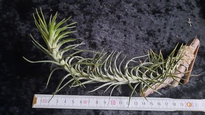 Tillandsia araujei (S)