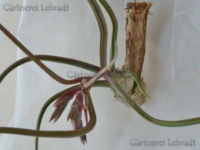 Tillandsia baileyi (M) Tillandsia baileyi (M)