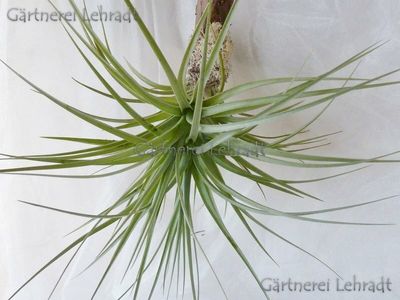 Tillandsia bergeri (S)