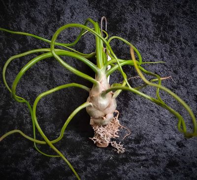 Tillandsia bulbosa (S) Tillandsia bulbosa (S)