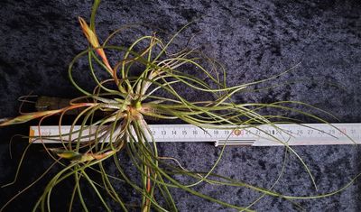 Tillandsia butzii var. roseiflora (M)