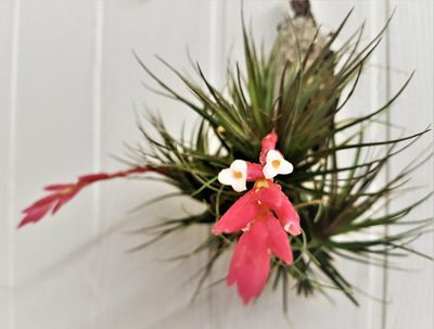 Tillandsia caulescens (L)