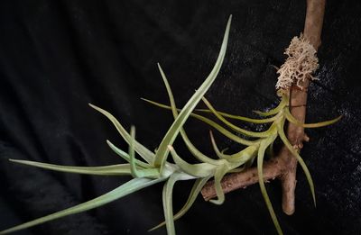 Tillandsia diaguitensis (S)