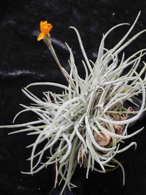 Tillandsia crocata - gelb (L)