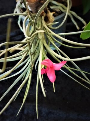 Tillandsia dorotheae (L)