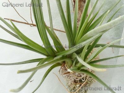 Tillandsia dorotheae (M) Tillandsia dorotheae (M)