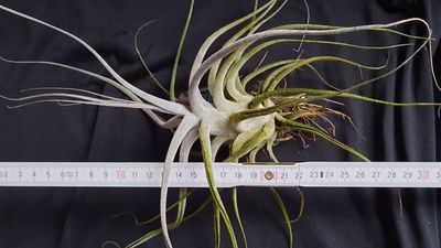 Tillandsia ehlersiana (M)