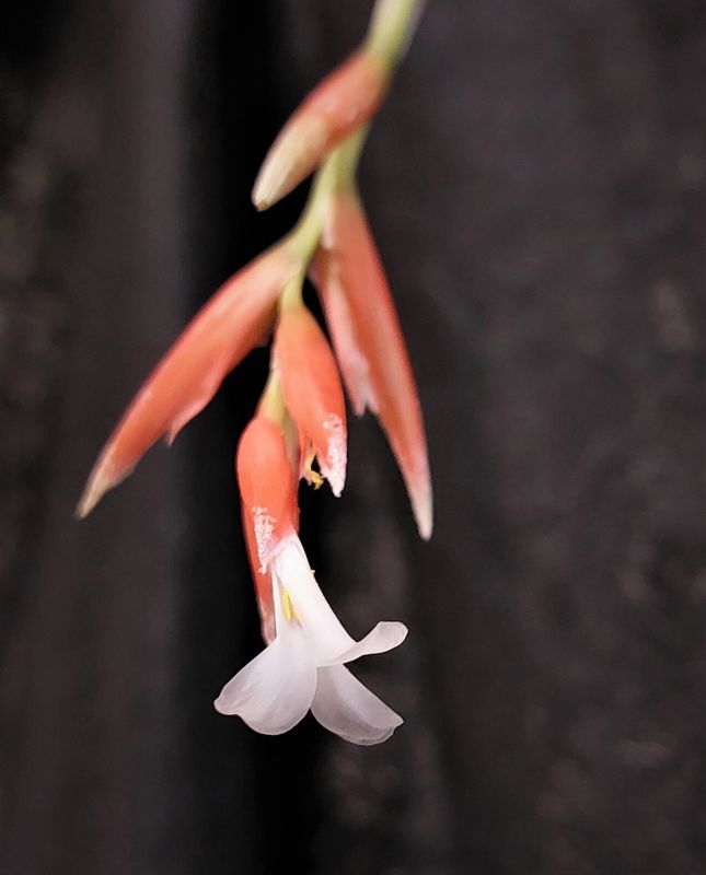 Tillandsia  toropiensis (M)