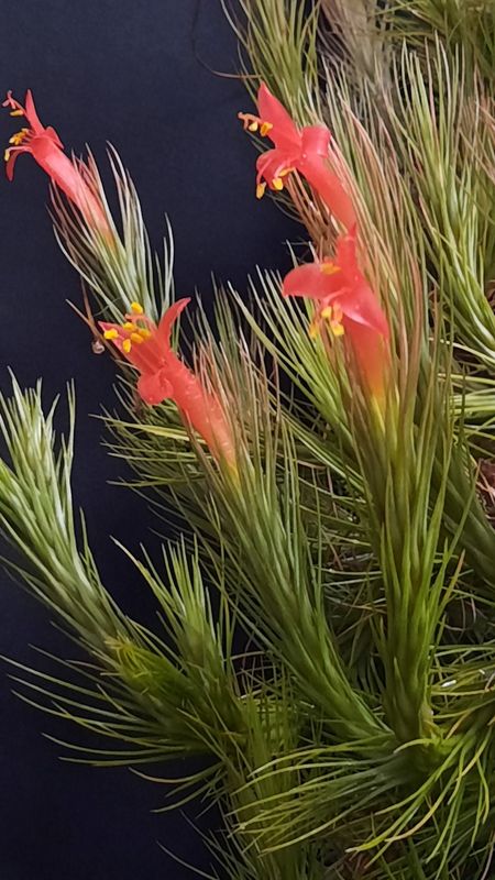 Tillandsia funckiana (L)