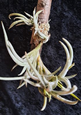 Tillandsia glabrior (S)